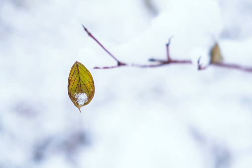 Snow-covered leaf on a branch.