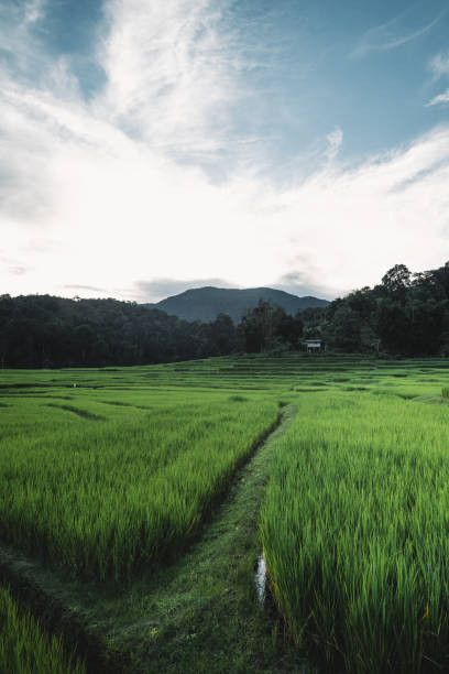 istock rice fields at dusk in the countryside 1716635973
