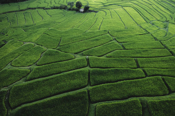 istock rice fields at dusk in the countryside 1716638224
