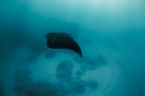 Manta ray swim freely in open ocean. Giant manta ray floating underwater in the tropical ocean