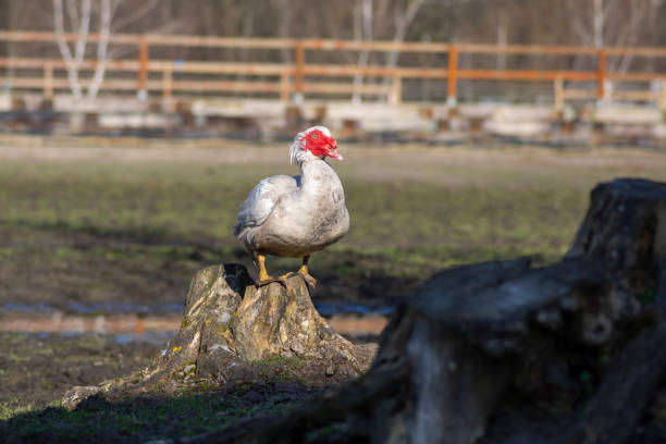 istock Muscovy duck Cairina moschata white bird with red face and unfriendly very bad expression on farm 1716641051