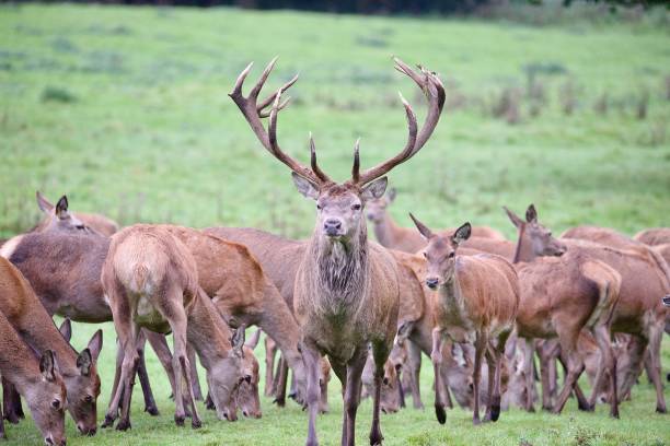 istock Red deer stag with hind deers behind him 1716641055