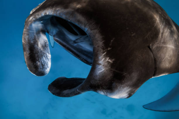 istock Close up view of manta ray fish. Big devil fish in blue ocean 1716641573