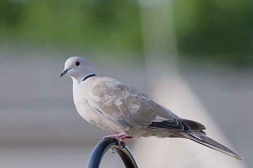 A closeup of a white pigeon perched on the edge of a railing