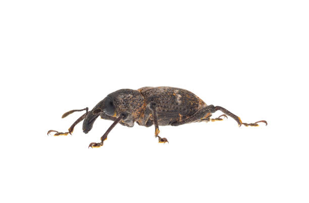 istock Large pine weevil isolated on white background, Hylobius abietis 1716643415