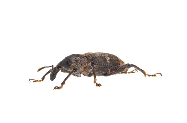Large pine weevil isolated on white background, Hylobius abietis Hylobius abietis or the large pine weevil is a beetle belonging to family Curculionidae. pine weevil hylobius abietis stock pictures, royalty-free photos & images