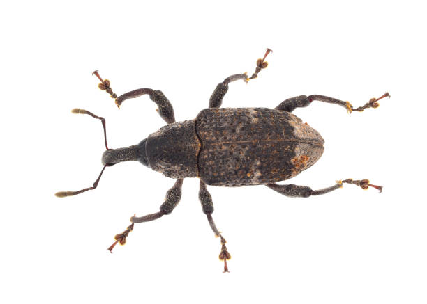 Large pine weevil isolated on white background, Hylobius abietis