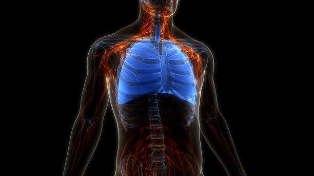 istock Human Respiratory System Lungs Anatomy 1716643604
