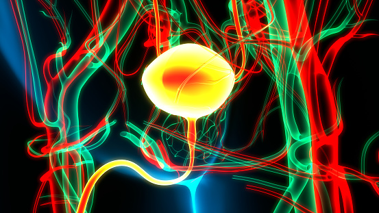 3D Illustration Concept of Human Urinary System Bladder Anatomy