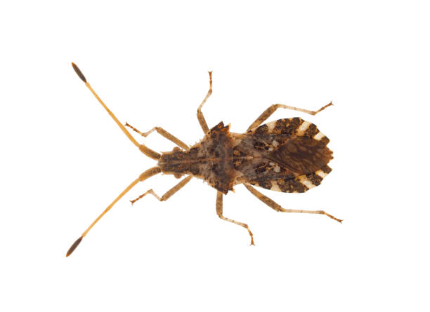 istock Western conifer seed bug isolated on white background, Leptoglossus occidentalis 1716644979