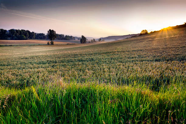 istock Wheat field in Morales 1716648809