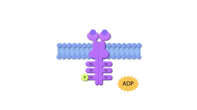 enzyme linked receptor, ligand, ADP, ATP, cell membrane, Enzyme-linked receptors, cell surface proteins that activate intracellular pathways upon ligand binding.