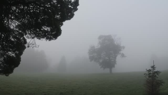 Eerie Foggy Misty Field with Silhouetted Trees