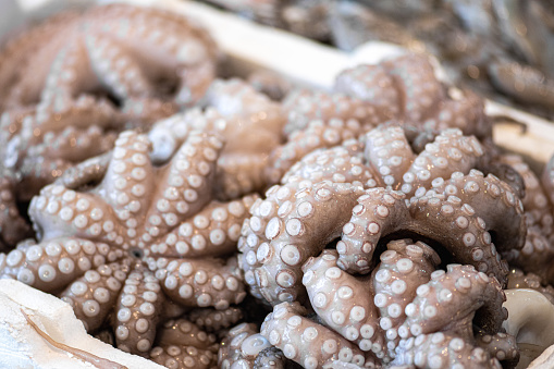 Mediterranean fresh raw octopus being sold in a fish market in Bari, Puglia, Italy