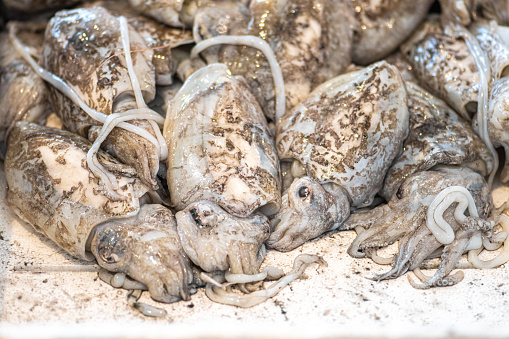 Fresh raw big cuttlefish, sepia or cuttles for selling in a plate in a street fish market in Bari, Puglia, Italy
