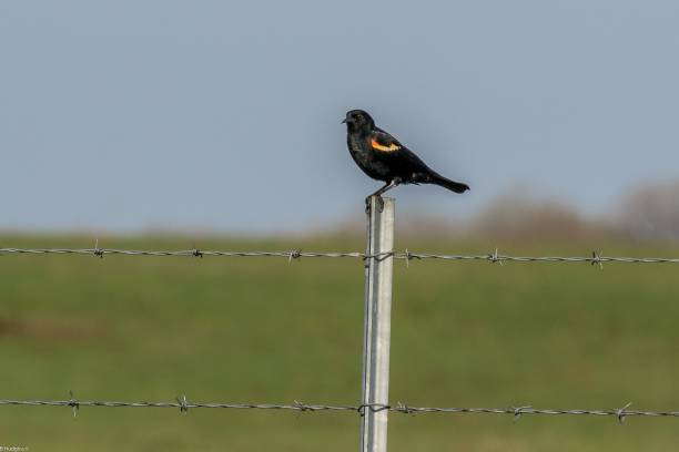 istock Closeup of a Red-winged blackbird perched on a fence 1716658848
