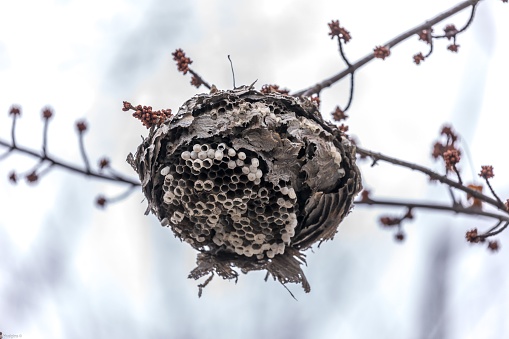 A closeup of a Hornet's Nest on a tree branch