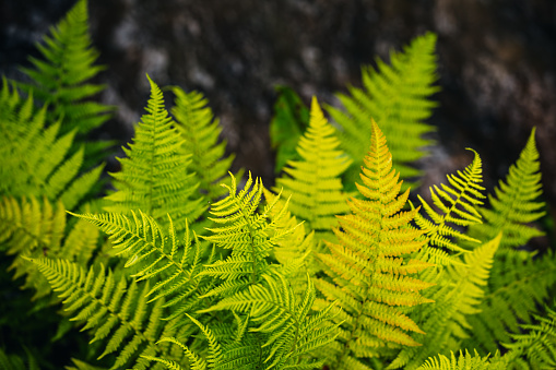 Green, yellow-green fern, branch, macro photo
