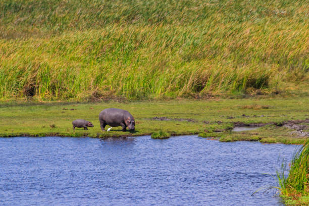 hippopotame mère et bébé (hippopotamus amphibius) marchant sur les rives d’un lac dans le parc national du cratère du ngorongoro, tanzanie - lake volcano volcanic crater riverbank photos et images de collection
