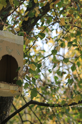 Cardboard feeder for birds in the forest