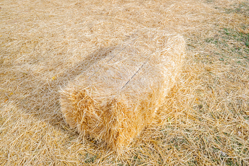 Abandoned straw bale as fodder for rural cattle.