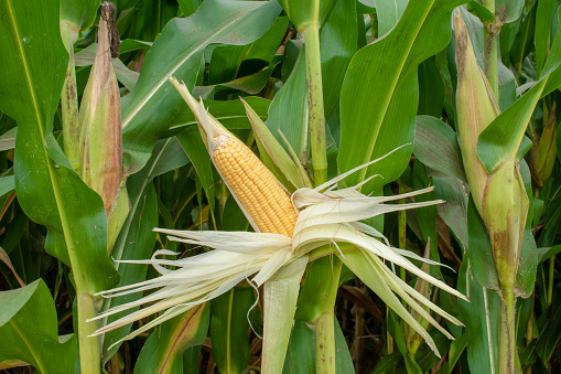 Corn - Crop, Corn On The Cob, Cut Out, Freshness, Corn, food and drink, food, Sweetcorn, Agriculture, Freshness, kernels, Breakfast Cereal, Cereal Plant,