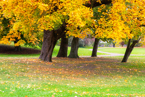 Yellow Maple trees in autumn. City park in Gothenburg, Sweden.