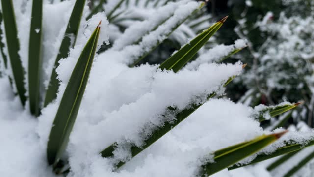 Snow falling at the fir trees branches stock video
