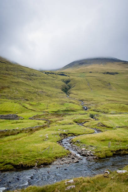 istock Irish mountain sheep graze on the wet green hills. 1716714705