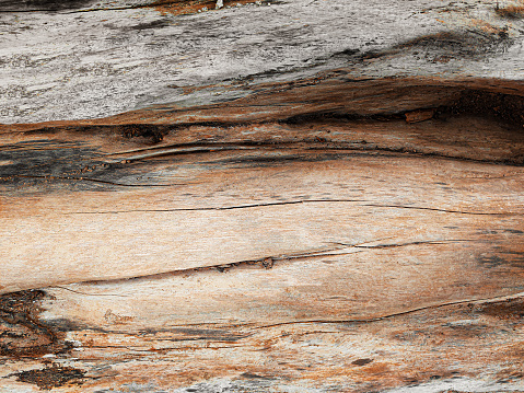 split tree close-up. natural solid wood texture