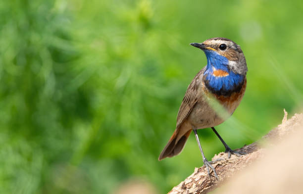 istock Bluethroat, Luscinia svecica. A bird sits on a beautiful branch 1716725664