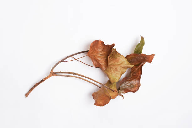 istock Autumn Fallen dried brown leaves on branch. Minimal concept. Copy space 1716732516