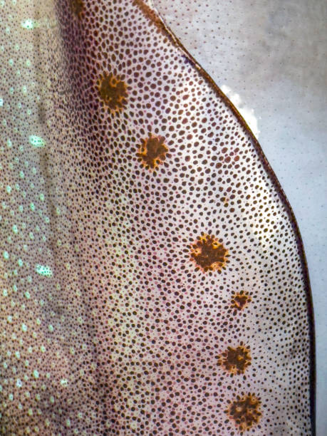 istock Close up shot of squid skin pattern 1716738825