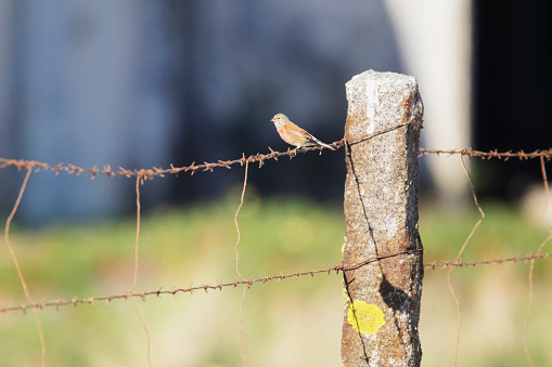 Photo of a common linnet on a fence in the Setúbal district, South of Portugal.