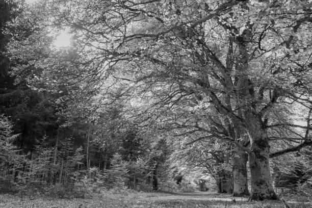 istock View of the Allagnat (Ceyssat) forest paths in autumn 1716741044