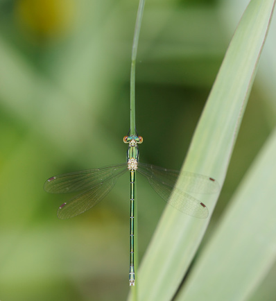 Tot 30-39mm, Ab 25-32mm, HW 19-23mm.
Our most delicate Lestes, which is normally easily separated by its statue and coloration, although some Iberian populations recall L. barbarous.
Habitat: A wide variety of seasonally dry shallow and reedy waters in the south, becoming more critical in the north-west, where it is most abundant in heath and bog lakes with peat moss (Sphagnum) and rushes (Juncus).
Flight Season: Northern populations mostly emerge in July, flying into November.
Distribution: Widespread in Europe, although seldom the dominant Lestes species. Distribution recall L. barbarous, and also tends to wander like that species, though rarely in similarly great numbers.

This Species is to be seen in the describe Habitats, but not as common as L. sponsa in the Netherlands.