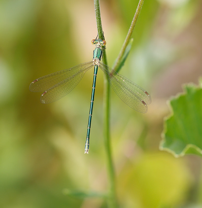 Tot 30-39mm, Ab 25-32mm, HW 19-23mm.\nOur most delicate Lestes, which is normally easily separated by its statue and coloration, although some Iberian populations recall L. barbarous.\nHabitat: A wide variety of seasonally dry shallow and reedy waters in the south, becoming more critical in the north-west, where it is most abundant in heath and bog lakes with peat moss (Sphagnum) and rushes (Juncus).\nFlight Season: Northern populations mostly emerge in July, flying into November.\nDistribution: Widespread in Europe, although seldom the dominant Lestes species. Distribution recall L. barbarous, and also tends to wander like that species, though rarely in similarly great numbers.\n\nThis Species is to be seen in the describe Habitats, but not as common as L. sponsa in the Netherlands.