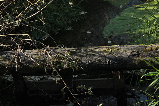 A fallen tree above the water