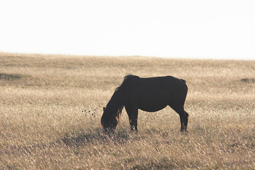 A wild horse graze on an abundant mountain pasture in the afternoon sun