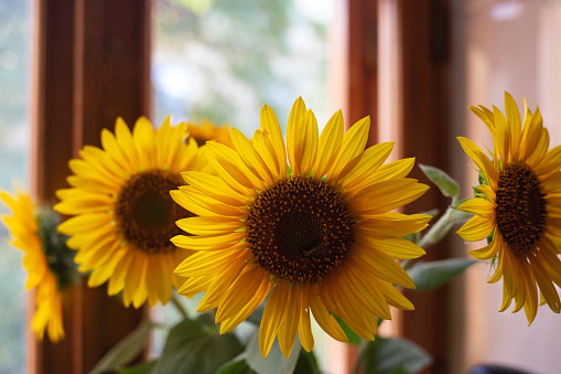 beautiful large yellow sunflowers stand in a vase on a wooden windowsill by the window.