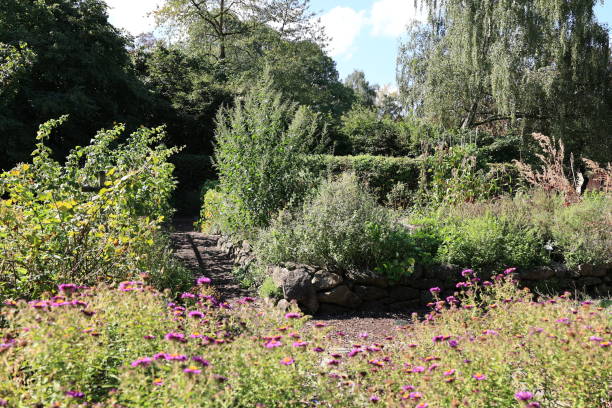 istock Late summer in Maximilian Park in Hamm 1716784140