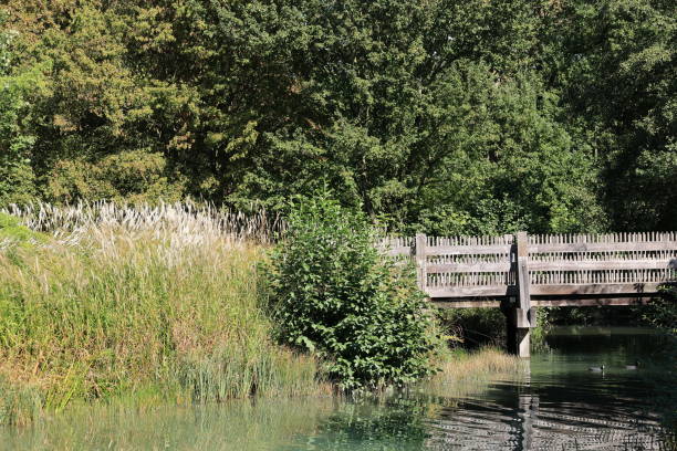 istock Late summer in Maximilian Park in Hamm 1716787036