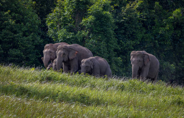 istock Herd of wild elephants. 1716787038