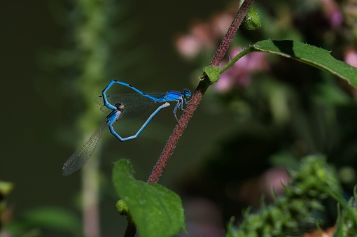 A macro of two mating dragonflies perched on a lush green plant