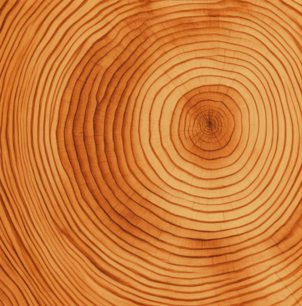 istock wooden slice texture photo 1716807807