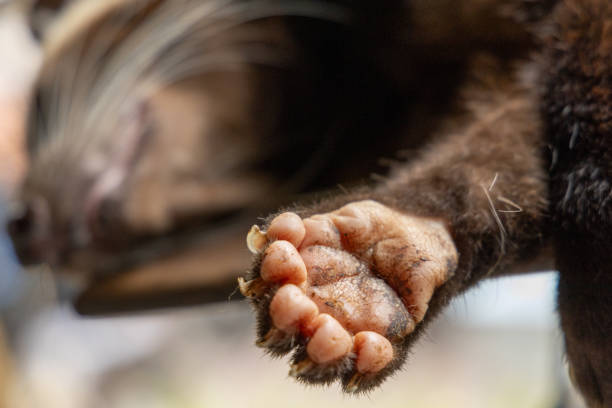 istock Asian palm civet foot 1716821912