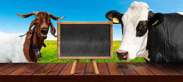 Wooden table and empty blackboard with copy space, dairy cow and a horned mountain goat, looking at the camera, on a countryside landscape. Template for dairy products.