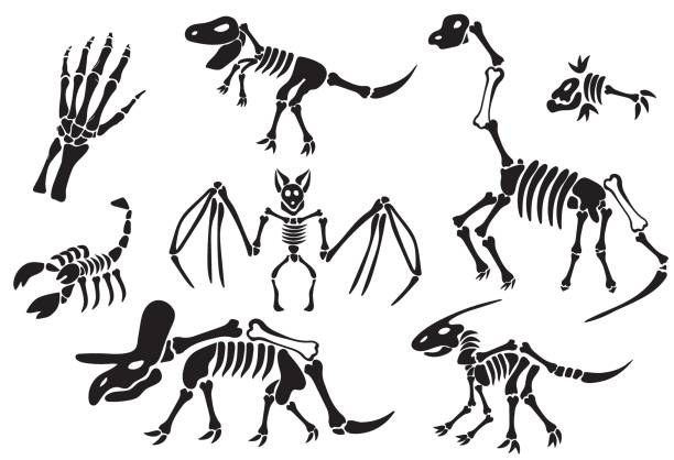 ilustraciones, imágenes clip art, dibujos animados e iconos de stock de paquete de esqueletos de dinosaurios, huesos de dinosaurios, mano, esqueleto de escorpio, peces. restos de animales antiguos. ilustración de imagen de diseño plano vectorial moderno, creativo y de fantasía. conjunto de dinosaurio esqueleto y dinosaurio - astrology sign color image scorpio animal imitation