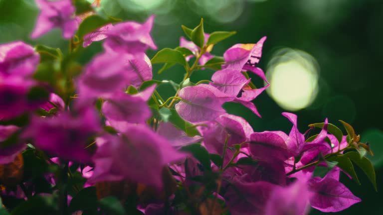 Bougainvillea paperflower pink flower bush in the evening sunlight. The colorful green and magenta plant has vibrant blossoms and petals. Beauty in nature in slow motion. Idyllic gardening close-up.