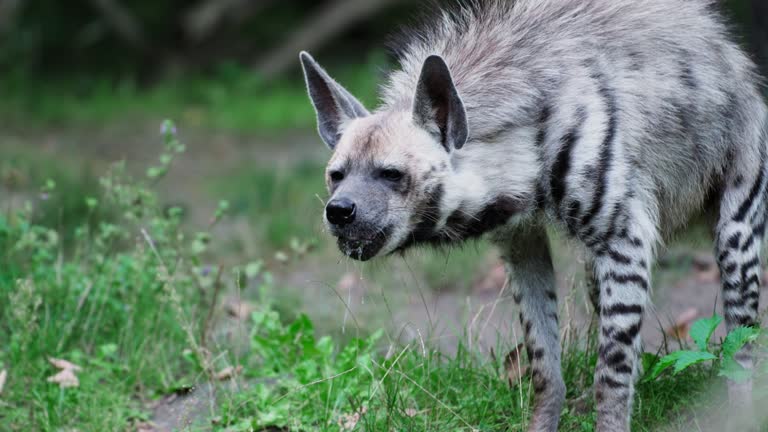 Tracking Shot of Wild Striped Hyena Walks Down the Riverbank, Picks Up Food in Swamp Water and Eats in Slow Motion